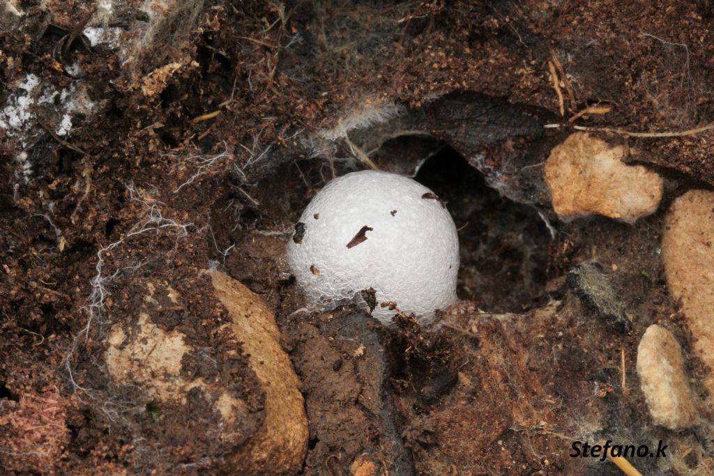 Femmina di Carabus coriaceus